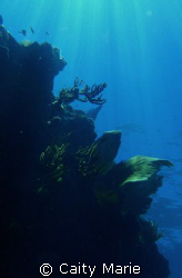wall of reef off of Florida Keys.  No editing, just natur... by Caity Marie 
